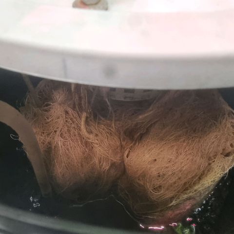 Lemon Cherry Gelato growlog timeline photo