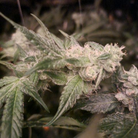 Lemon Cherry Gelato growlog timeline photo
