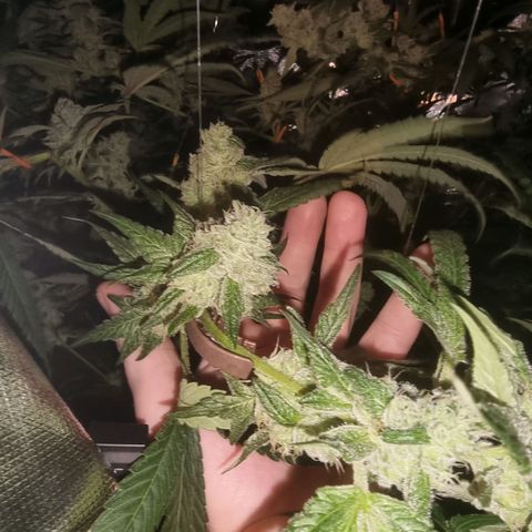 Lemon Cherry Gelato growlog timeline photo