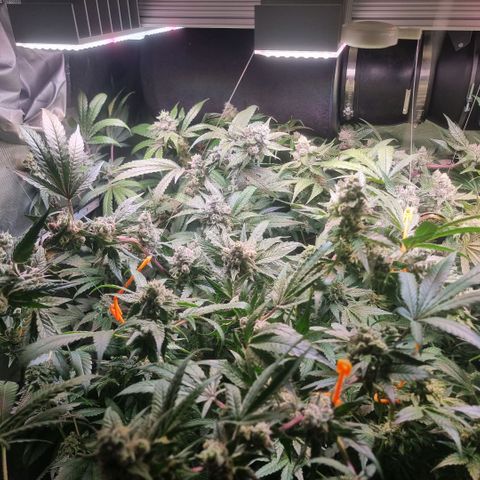 Lemon Cherry Gelato growlog photo: VPD auf 1.7 erhöht Tagsüber 
VPD 1.6 bei Nacht