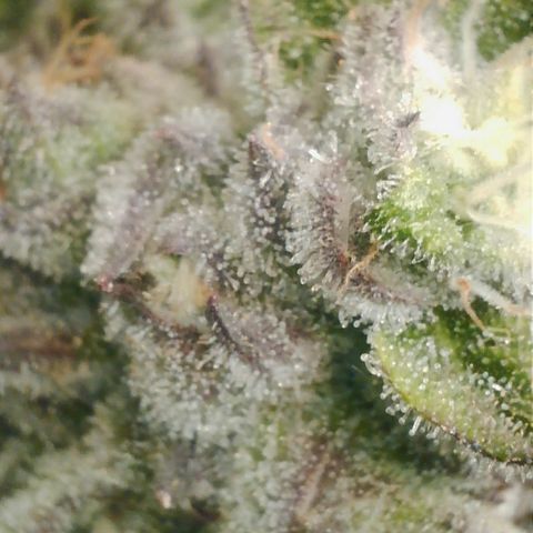 Lemon Cherry Gelato growlog photo: VPD auf 1.7 erhöht Tagsüber 
VPD 1.6 bei Nacht
