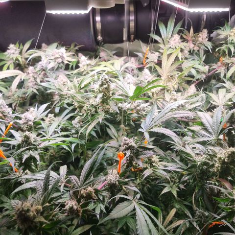 Lemon Cherry Gelato growlog photo: VPD auf 1.7 erhöht Tagsüber 
VPD 1.6 bei Nacht