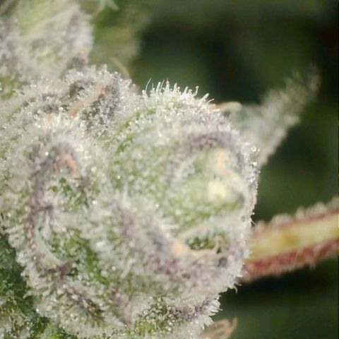 Lemon Cherry Gelato growlog photo: VPD auf 1.7 erhöht Tagsüber 
VPD 1.6 bei Nacht