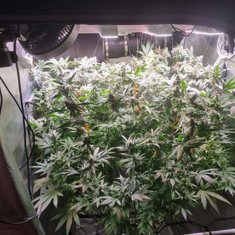 Lemon Cherry Gelato growlog photo: VPD auf 1.7 erhöht Tagsüber 
VPD 1.6 bei Nacht