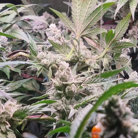 Lemon Cherry Gelato growlog photo: VPD auf 1.7 erhöht Tagsüber 
VPD 1.6 bei Nacht