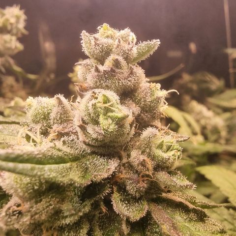 Lemon Cherry Gelato growlog photo: VPD bei 1.7 das vertragen sie ganz gut