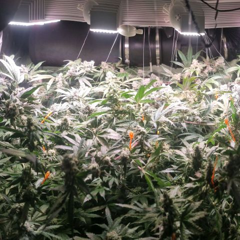 Lemon Cherry Gelato growlog photo: VPD bei 1.7 das vertragen sie ganz gut