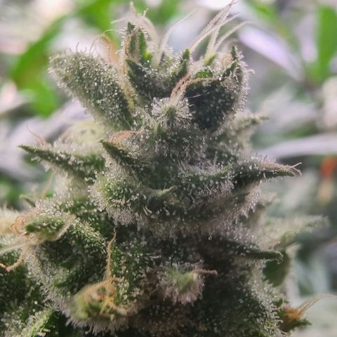 Lemon Cherry Gelato growlog photo: VPD bei 1.7 das vertragen sie ganz gut
