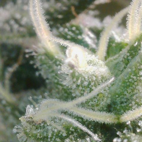 Lemon Cherry Gelato growlog timeline photo