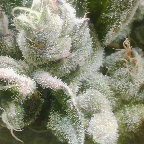 Lemon Cherry Gelato growlog timeline photo