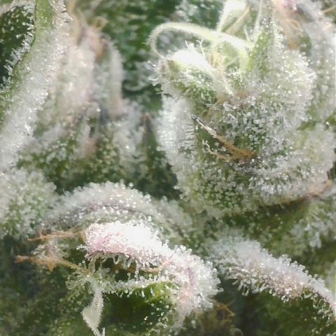 Lemon Cherry Gelato growlog timeline photo