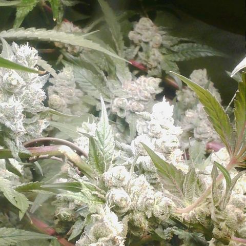 Lemon Cherry Gelato growlog timeline photo