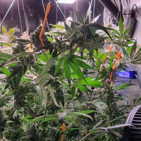 Lemon Cherry Gelato growlog photo: Es läuft schon nach Plan 
Temperatur wir langsam verrunter gefahren 