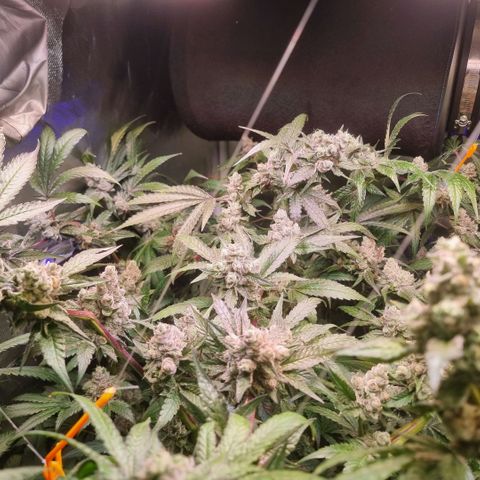 Lemon Cherry Gelato growlog photo: Es läuft schon nach Plan 
Temperatur wir langsam verrunter gefahren 
