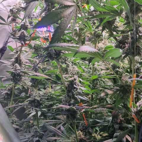Lemon Cherry Gelato growlog photo: Es läuft schon nach Plan 
Temperatur wir langsam verrunter gefahren 