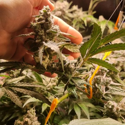 Lemon Cherry Gelato growlog photo: Es läuft schon nach Plan 
Temperatur wir langsam verrunter gefahren 