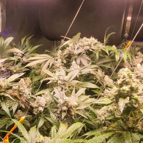 Lemon Cherry Gelato growlog photo: Es läuft schon nach Plan 
Temperatur wir langsam verrunter gefahren 