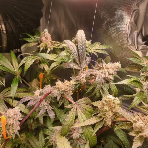 Lemon Cherry Gelato growlog photo: Es läuft schon nach Plan 
Temperatur wir langsam verrunter gefahren 