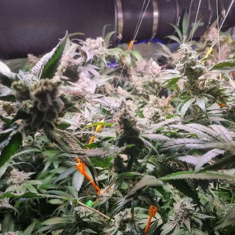 Lemon Cherry Gelato growlog photo: Es läuft schon nach Plan 
Temperatur wir langsam verrunter gefahren 