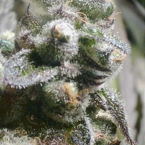 Lemon Cherry Gelato growlog timeline photo