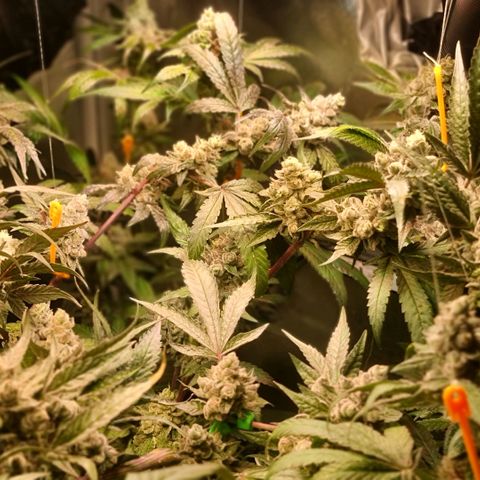 Lemon Cherry Gelato growlog timeline photo