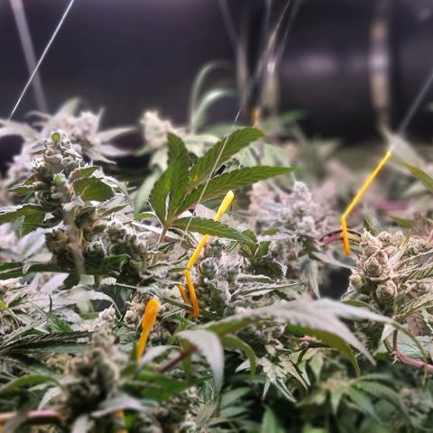 Lemon Cherry Gelato growlog timeline photo