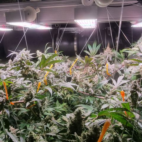 Lemon Cherry Gelato growlog timeline photo