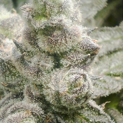 Lemon Cherry Gelato growlog timeline photo