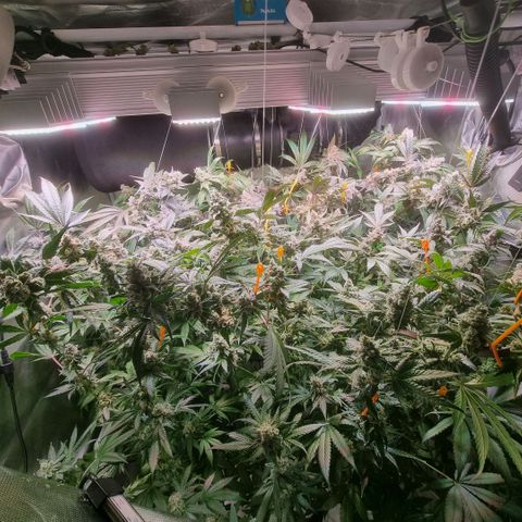 Lemon Cherry Gelato growlog photo: 1.7 VPD Tags 26°
1.5 VPD Nachts 21°