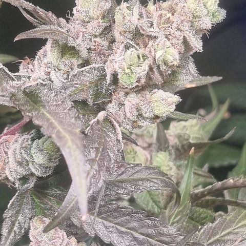 Lemon Cherry Gelato growlog photo: Es geht dem Ende zu