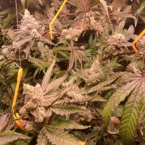 Lemon Cherry Gelato growlog photo: Es geht dem Ende zu