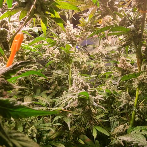 Lemon Cherry Gelato growlog photo: Es geht dem Ende zu