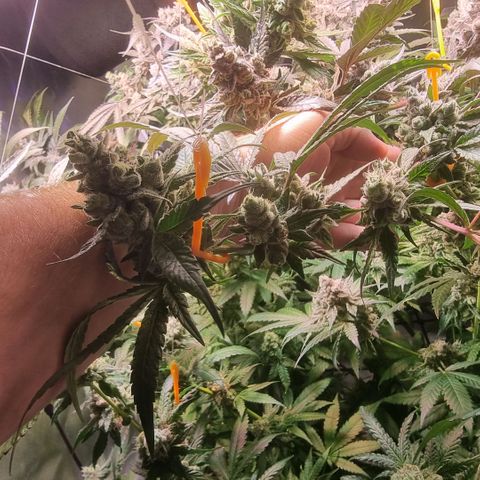 Lemon Cherry Gelato growlog photo: Es geht dem Ende zu