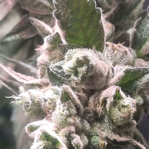Lemon Cherry Gelato growlog photo: Es geht dem Ende zu