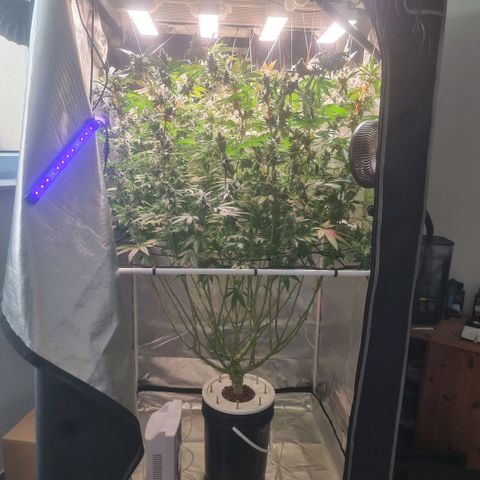 Lemon Cherry Gelato growlog photo: Es geht dem Ende zu