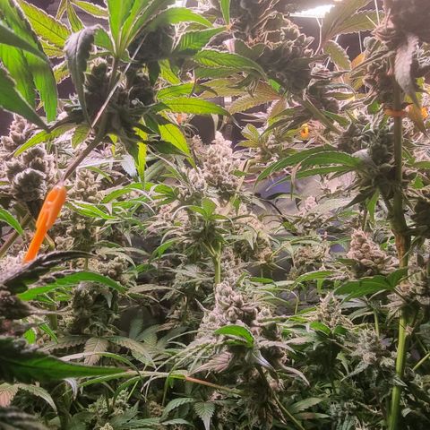Lemon Cherry Gelato growlog photo: Es geht dem Ende zu