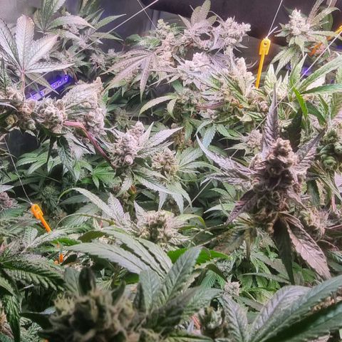Lemon Cherry Gelato growlog photo: Es geht dem Ende zu