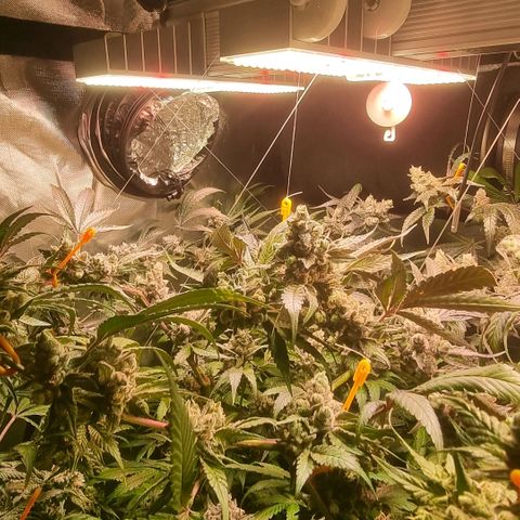 Lemon Cherry Gelato growlog photo: Tick Tack 
Die Zeit läuft
Hydron 5 von Ac infinity ist mega