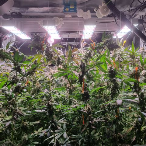 Lemon Cherry Gelato growlog photo: Tick Tack 
Die Zeit läuft
Hydron 5 von Ac infinity ist mega