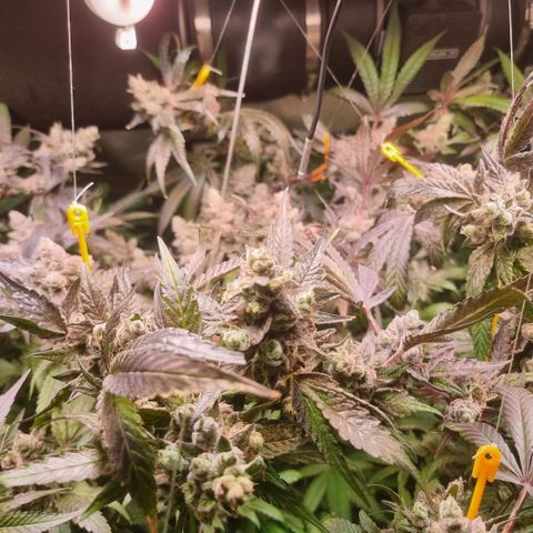 Lemon Cherry Gelato growlog photo: Tick Tack 
Die Zeit läuft
Hydron 5 von Ac infinity ist mega