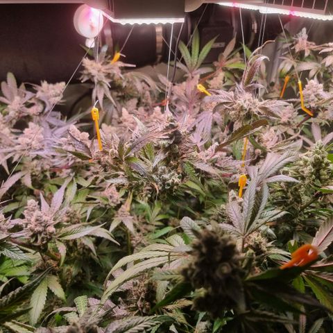 Lemon Cherry Gelato growlog photo: Tick Tack 
Die Zeit läuft
Hydron 5 von Ac infinity ist mega