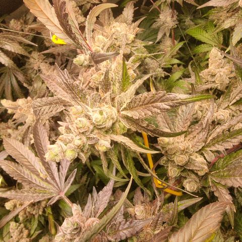 Lemon Cherry Gelato growlog photo: Tick Tack 
Die Zeit läuft
Hydron 5 von Ac infinity ist mega