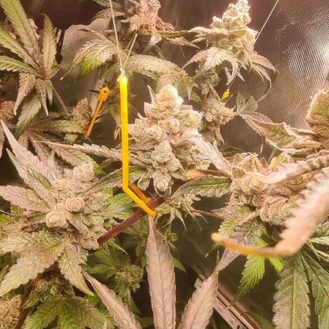 Lemon Cherry Gelato growlog photo: Tick Tack 
Die Zeit läuft
Hydron 5 von Ac infinity ist mega