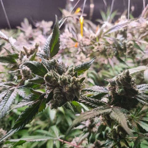 Lemon Cherry Gelato growlog photo: Tick Tack 
Die Zeit läuft
Hydron 5 von Ac infinity ist mega