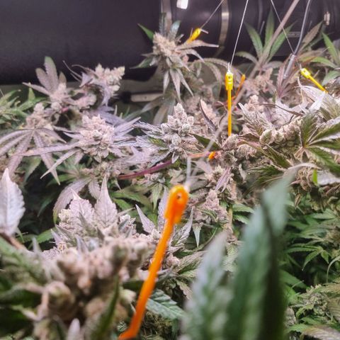 Lemon Cherry Gelato growlog photo: Tick Tack 
Die Zeit läuft
Hydron 5 von Ac infinity ist mega