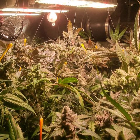 Lemon Cherry Gelato growlog photo: Tick Tack 
Die Zeit läuft
Hydron 5 von Ac infinity ist mega