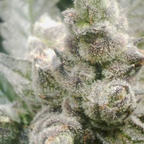 Lemon Cherry Gelato growlog photo: 6 Tage bekommt sie noch 
