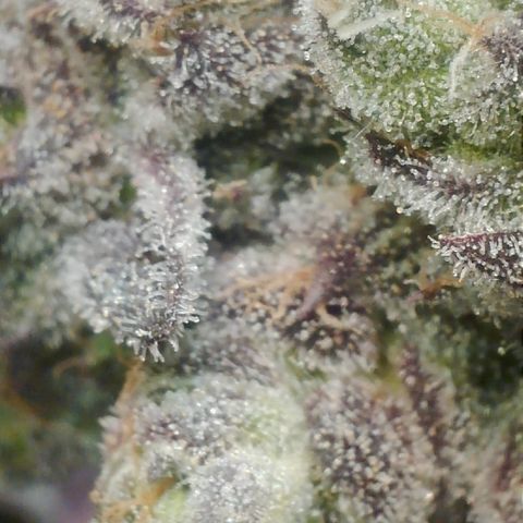 Lemon Cherry Gelato growlog photo: 6 Tage bekommt sie noch 