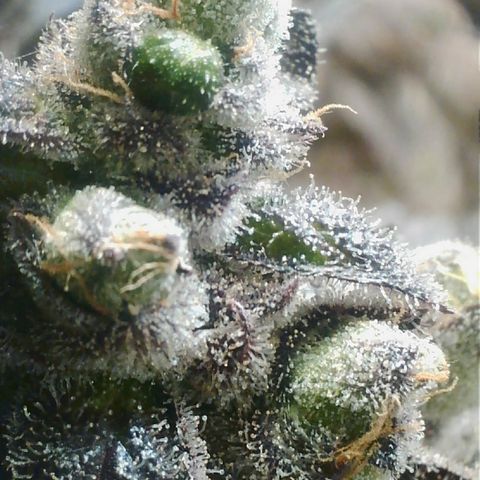 Lemon Cherry Gelato growlog photo: 6 Tage bekommt sie noch 