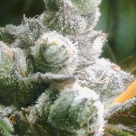 Lemon Cherry Gelato growlog photo: 6 Tage bekommt sie noch 